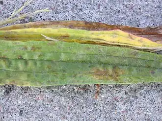 Description de l'image Ditylenchus dipsaci on Ribwort Plantain Plantago lanceolata (24874581677).jpg.