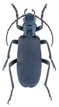 Ditylus laevis.