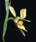Diuris drummondii