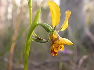 Description de l'image Diuris nigromontana 3.jpg.