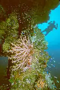 Plongeur et corail mou près du mât du Hoki Maru