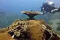 Corail tabulaire Acropora