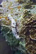 Concombre de mer Holothurie rayée