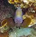 Pomacentridae, Pomacentrus