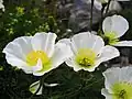 P. alpinum subsp. burseri.
