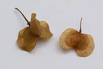 Fruits.