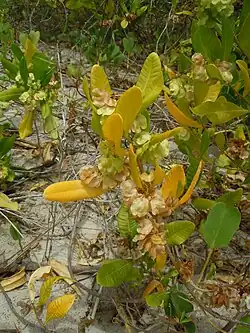 Jeune plant en Martinique.