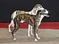 Deux whippets bringés.