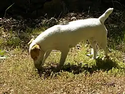 Chien truffier en action.