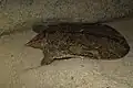 Dogania subplana