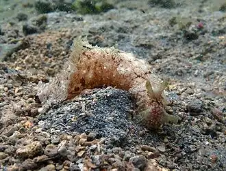 Dolabella auricularia