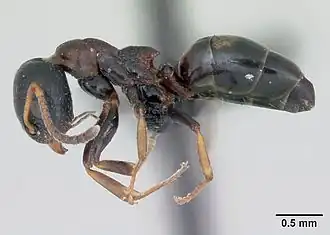 Dolichoderus quadripunctatus, ouvrière.