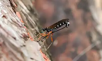 Dolichomitus sp.