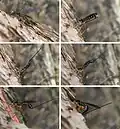 Oviposition chez l'ichneumon Dolichomitus.