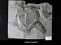 Spécimen fossile de Dolichopterus macrocheirus.