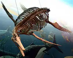 Dolichorhynchops au National Museum of Natural History de Washington D. C.