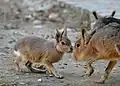 Deux jeunes maras ou lièvres de Patagonie (Dolichotis patagonum).