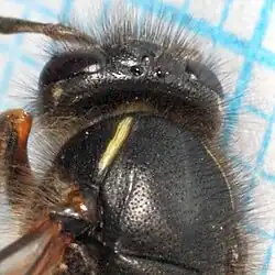 Détail sur le thorax et ses 2 bandes jaunes