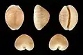 Dolichupis rubinicolor