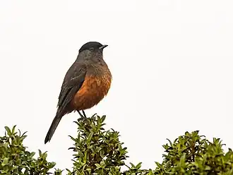 Description de l'image Doliornis remseni 262570674.jpg.