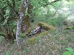 Dolmen de Cavagnès no&nbsp;1