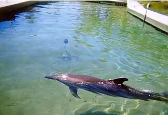 Dolphin Cove
