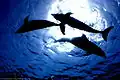 Dolphin Fantasy.