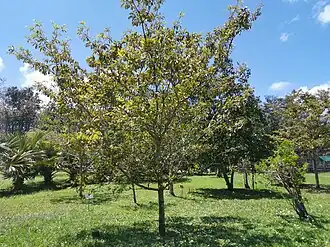 Description de l'image Dombeya ferruginea Mauritius 2019-09-27 3.jpg.
