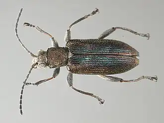 Donacia vulgaris.