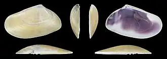 Donax trunculus trunculusvalve gauche