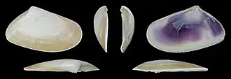 Donax trunculus trunculusvalve droite