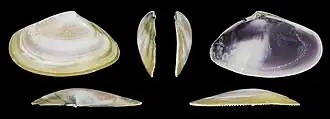 Donax trunculus adriaticusvalve gauche