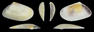 Donax trunculus trunculus var. flaveolusvalve droite