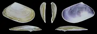 Donax trunculus trunculus var. subplanusvalve droite