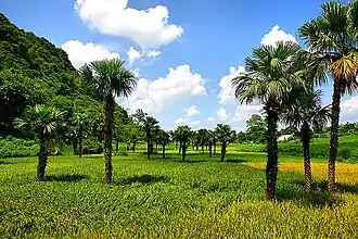Tuyên Quang