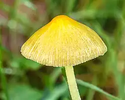 Sporophore de Bolbitie jaune-d'œuf.