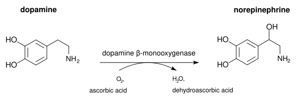 La Dopamine est converti à la noradrénaline par la dopamine, l'enzyme ß-hydroxylase. L'acide ascorbique sert de cofacteur.