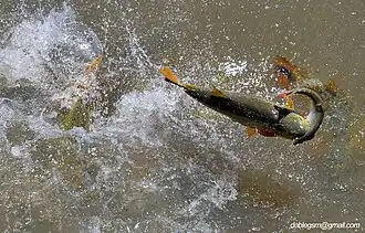 Dorado attaquant un congénère dans le  Rio Paraná en décembre 2010.