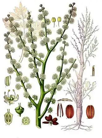 Description de l'image Dorema_ammoniacum_-_Köhler–s_Medizinal-Pflanzen-201.jpg.