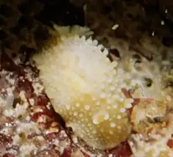 Doris verrucosa.
