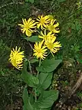 Doronic d'Autriche (bois frais d'altitude en juillet).
