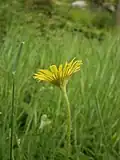 Doronicum plantagineum Vue latérale du capitule.