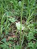 Doronicum plantagineum Feuille caulinaire.