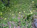Doronicum plantagineum Habitat.