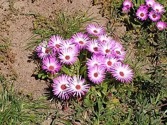 Description de l'image Dorotheanthus bellidiformis-P9200029.jpg.