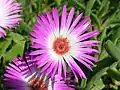 Dorotheanthus bellidiformis