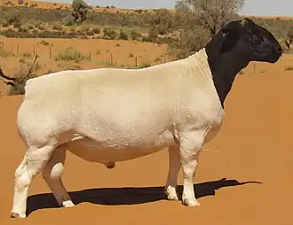 Bélier Dorper en Afrique du Sud.
