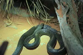 Description de l'image Dortmund - Zoo - Psammophis mossambicus 02 ies.jpg.