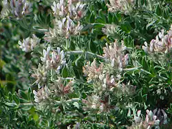 Dorycnium hérisséDorycnium hirsutum