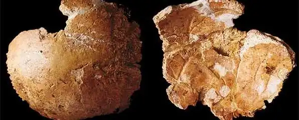 Deux os pariétaux néandertaliens adultes trouvés sur le site de la Cova Negra (Xàtiva).